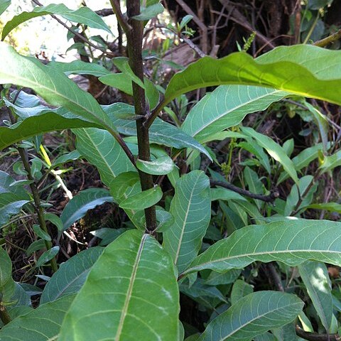 Cestrum auriculatum l'hér. unspecified picture