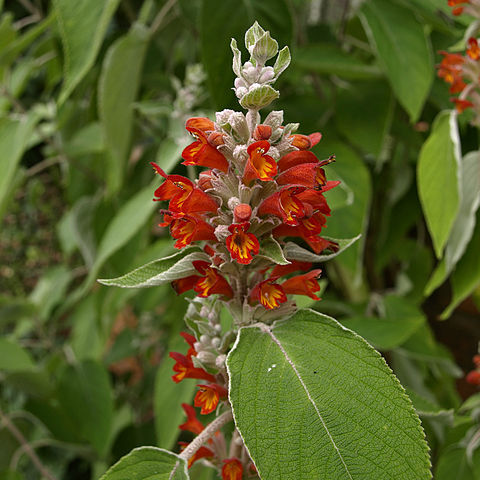 Colquhounia coccinea unspecified picture