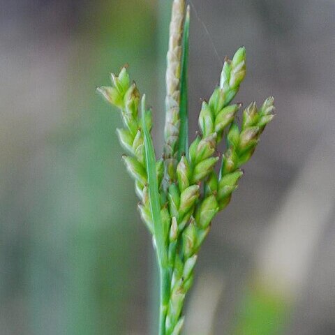 Carex tristachya unspecified picture