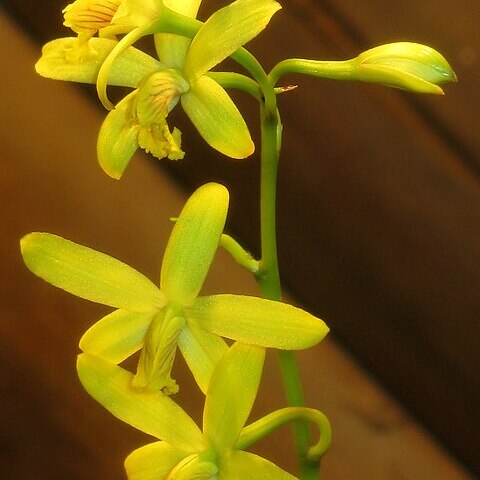 Cattleya endsfeldzii unspecified picture