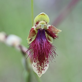 Calochilus caeruleus unspecified picture