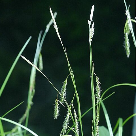 Carex hondoensis unspecified picture