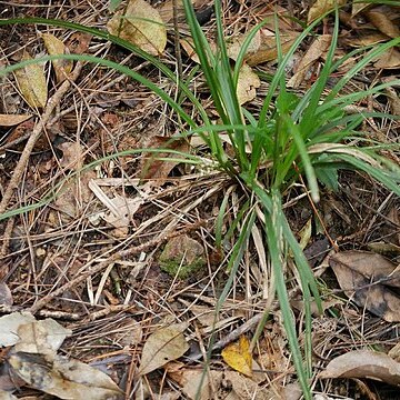 Carex breviscapa unspecified picture