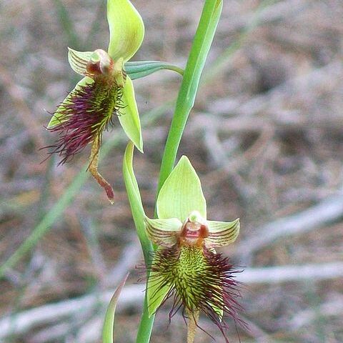 Calochilus paludosus unspecified picture