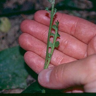 Botrychium minganense unspecified picture