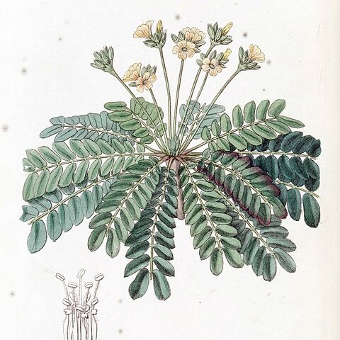 Biophytum umbraculum unspecified picture