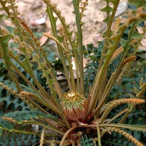 Banksia calophylla unspecified picture