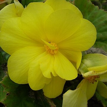 Begonia pearcei unspecified picture