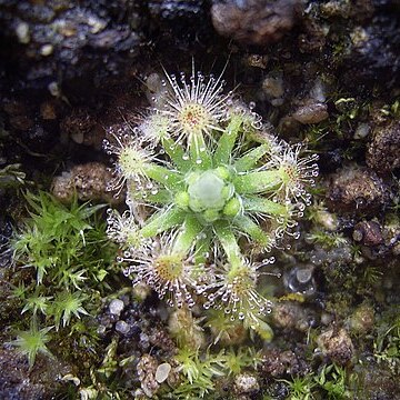 Drosera platystigma unspecified picture