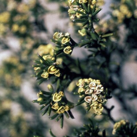 Daviesia campephylla unspecified picture