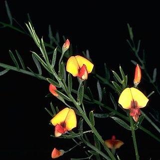 Daviesia mesophylla unspecified picture