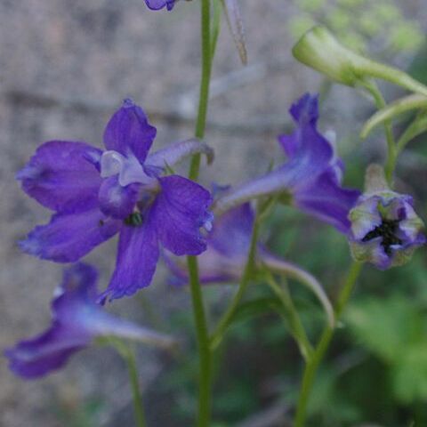 Delphinium polycladon unspecified picture