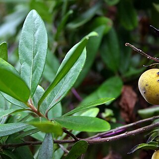 Diospyros dichrophylla unspecified picture