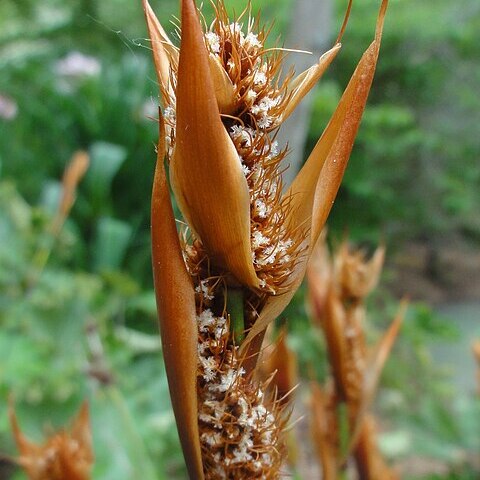 Elegia cuspidata unspecified picture