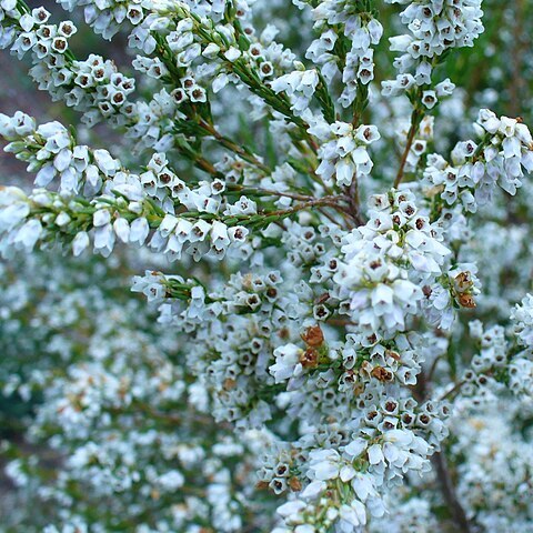 Erica leucantha unspecified picture