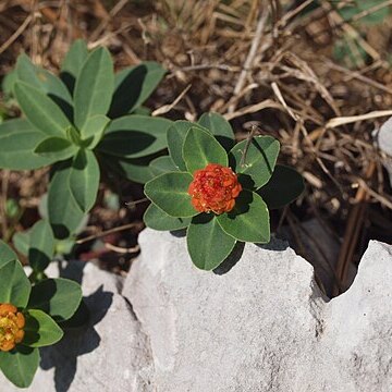 Euphorbia capitulata unspecified picture