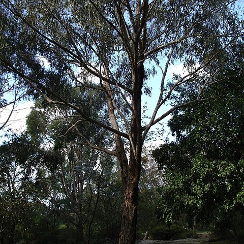 Eucalyptus goniocalyx unspecified picture