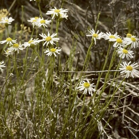 Erigeron rhizomatus unspecified picture