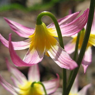 Erythronium purpurascens unspecified picture