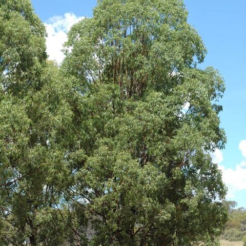 Eucalyptus rummeryi unspecified picture