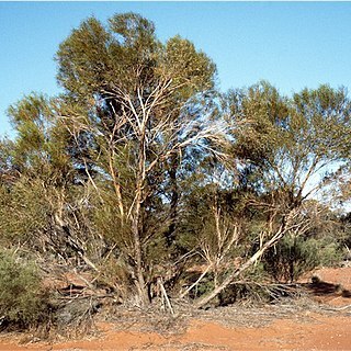 Eucalyptus jutsonii unspecified picture