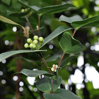 Eugenia gryposperma unspecified picture