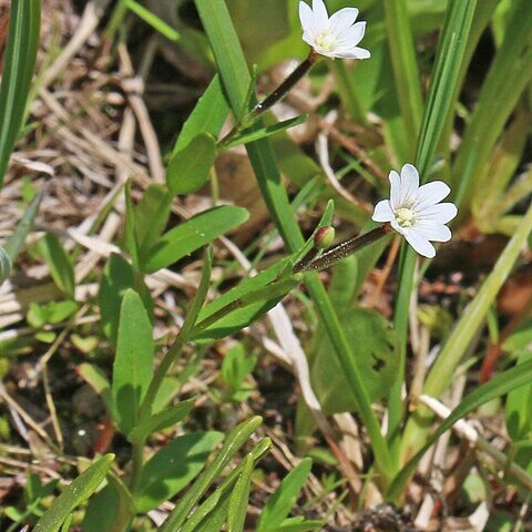 Epilobium oregonense unspecified picture