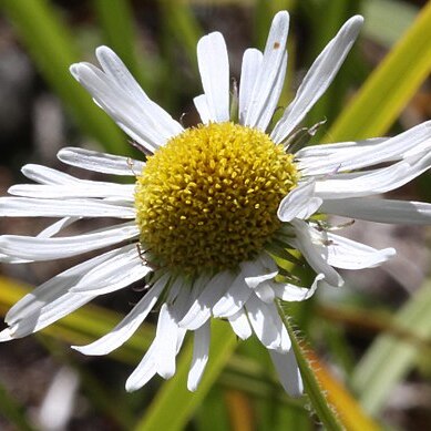 Erigeron coulteri unspecified picture