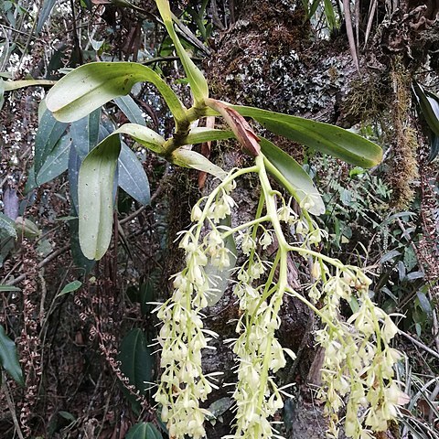 Epidendrum excisum unspecified picture