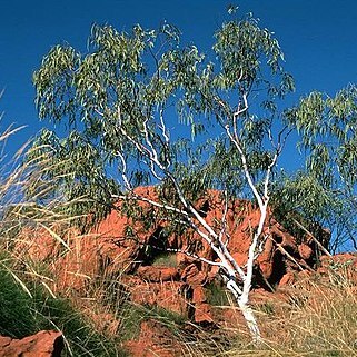 Eucalyptus cupularis unspecified picture