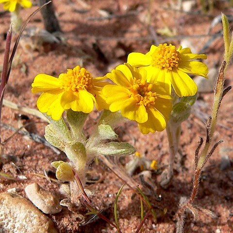 Eriophyllum wallacei unspecified picture