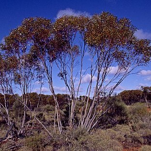 Eucalyptus rigidula unspecified picture