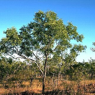 Eucalyptus distans unspecified picture