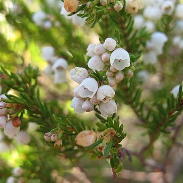 Erica subdivaricata unspecified picture