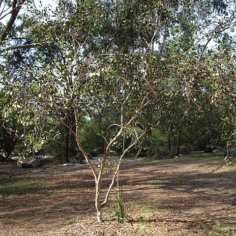 Eucalyptus platypus unspecified picture