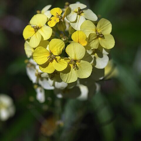 Erysimum franciscanum unspecified picture