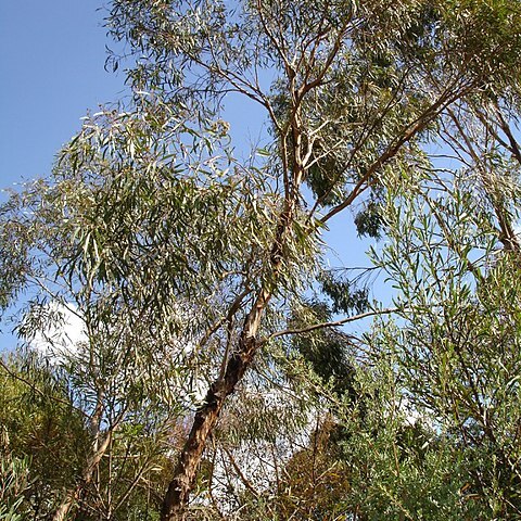 Eucalyptus polybractea unspecified picture