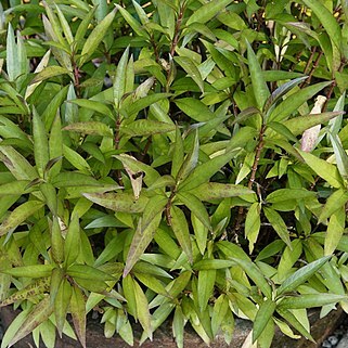 Hygrophila stricta unspecified picture