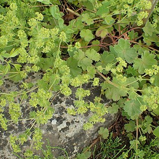 Alchemilla bulgarica unspecified picture