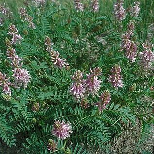 Astragalus bisulcatus unspecified picture