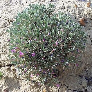 Astragalus barrii unspecified picture