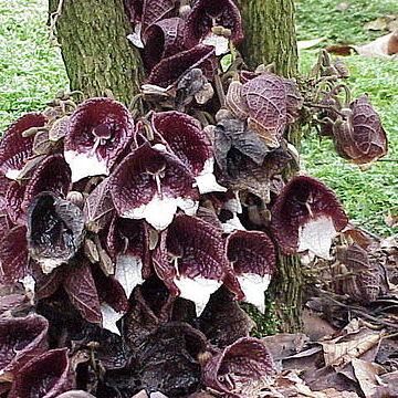 Aristolochia arborea unspecified picture