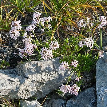 Asperula abchasica unspecified picture