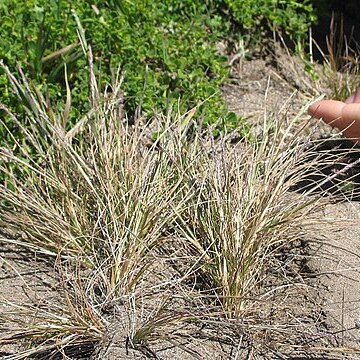 Agrostis blasdalei unspecified picture