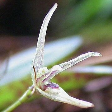 Acianthera duartei unspecified picture