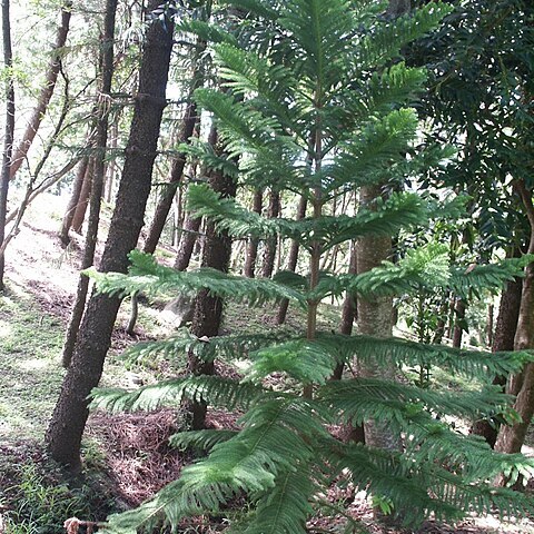 Araucaria nemorosa unspecified picture