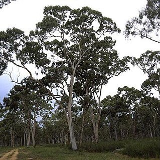 Angophora leiocarpa unspecified picture