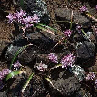 Allium cratericola unspecified picture