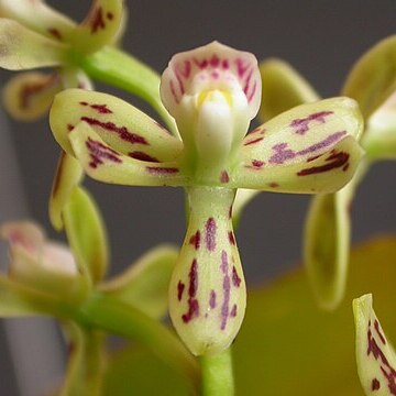 Prosthechea marciliana unspecified picture