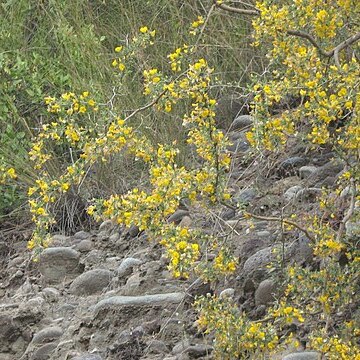 Adesmia microphylla unspecified picture